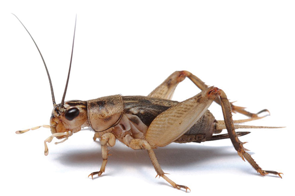 چه طوری صداها را می شنویم؟